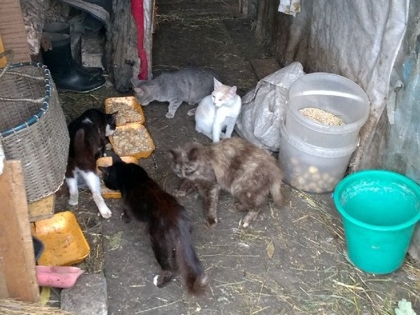 Порядка 50 кошек обнаружили зоозащитники в сарае в Арзамасском районе - фото 1