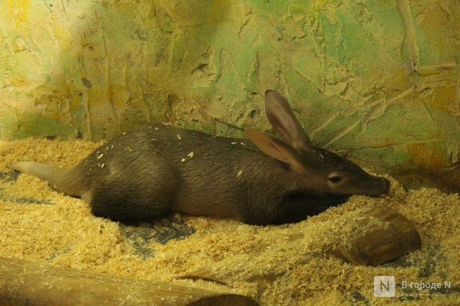 Детки в объективе: показываем милых малышей, которые родились в нижегородском зоопарке «Лимпопо» - фото 6