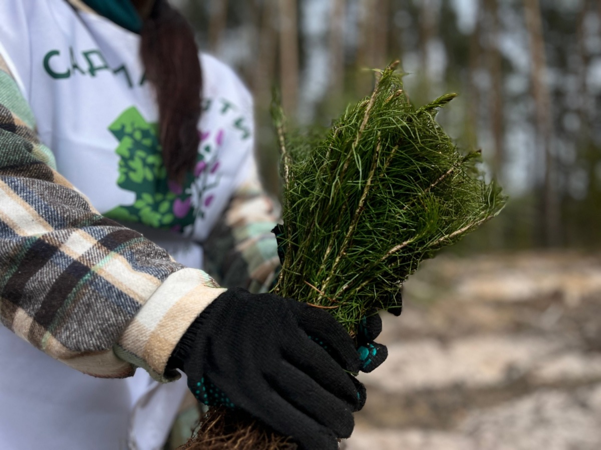 Свыше 450 000 деревьев высади в Нижегородской области в рамках акции «Сад памяти» - фото 1