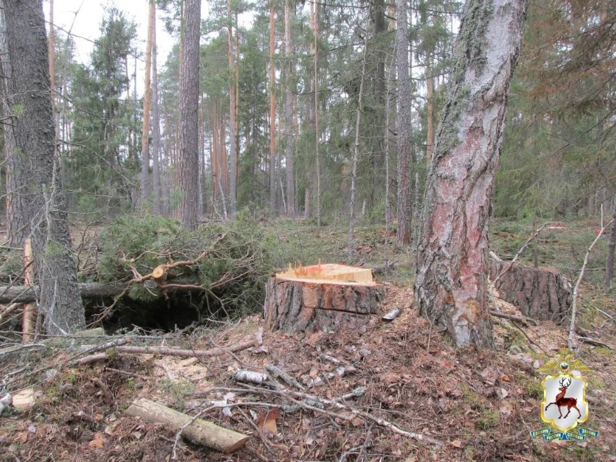 Нижегородец незаконно вырубил лес на 16 000 000 рублей  - фото 1