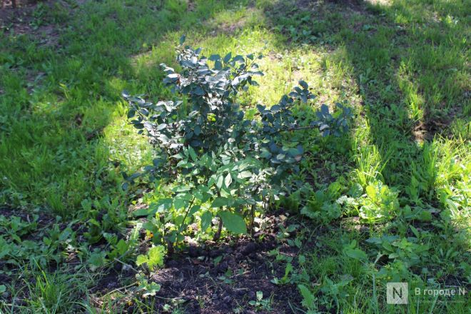 Благоустройство бульвара на проспекте Гагарина завершилось в Нижнем Новгороде - фото 46