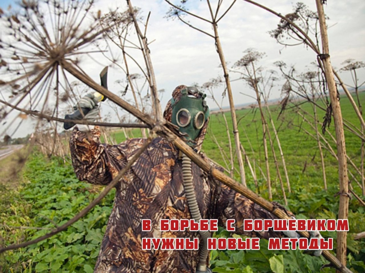Программа по борьбе с борщевиком может появиться в Нижегородской области - фото 1