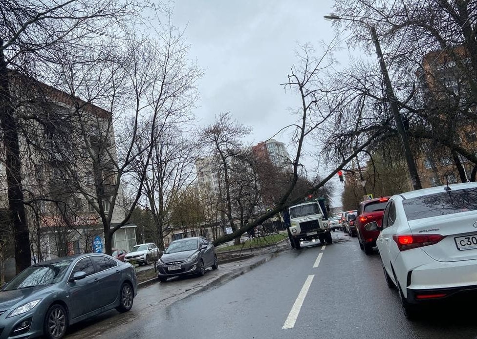 Дерево упало на грузовик в центре Нижнего Новгорода - фото 1