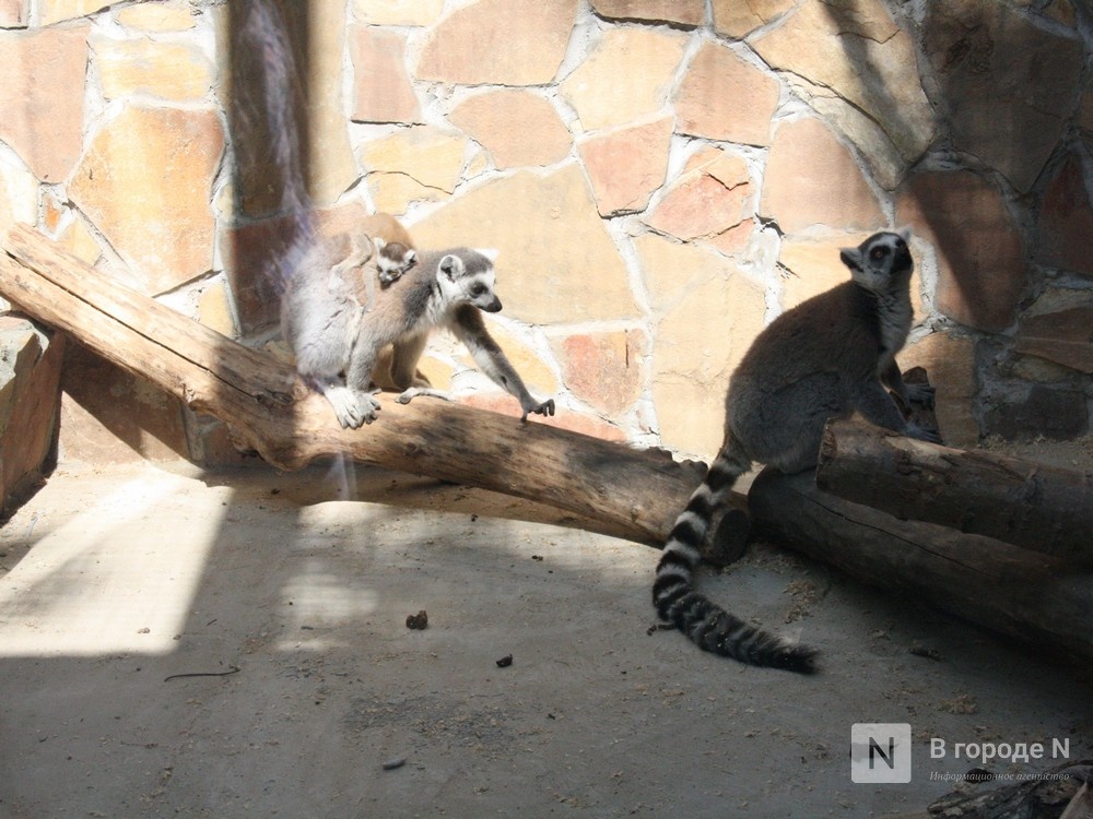 Нижегородский зоопарк &laquo;Мадагаскар&raquo; получил субсидию на корм для животных - фото 1